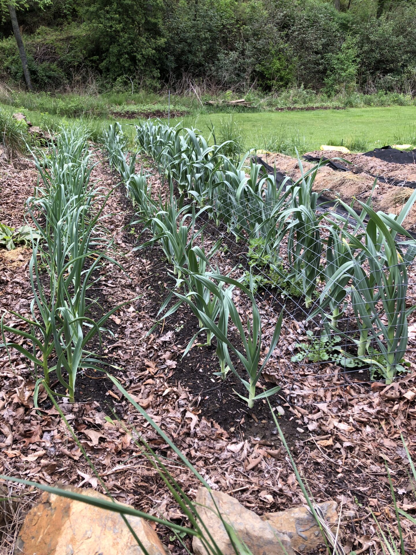 Allium Project – Elephant Garlic