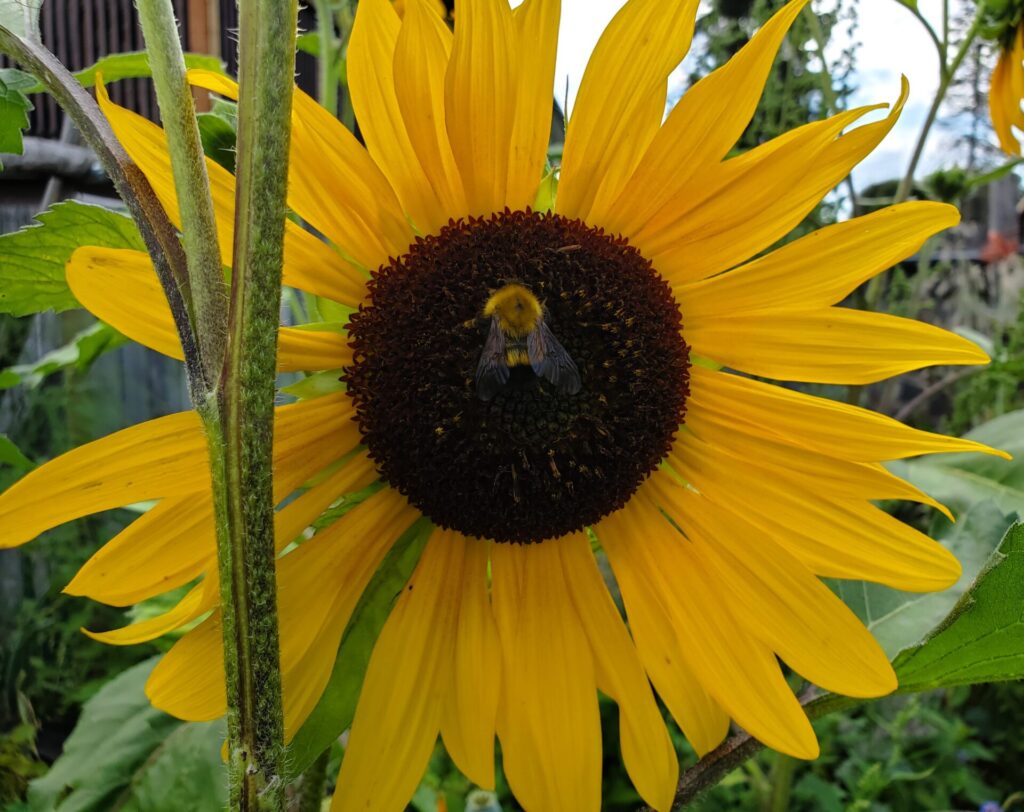 About our Communal Gathering