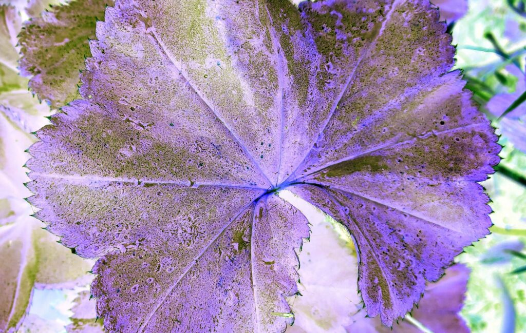 The Risks & Word Magik of Foliar mRNA Spray Methods